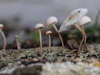 Marasmiellus ramealis, Twig Parachute