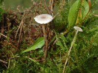 Marasmiellus vaillantii, Goblet Parachute