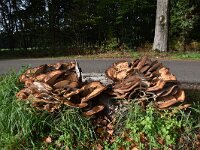 Meripilus giganteus 17, Reuzenzwam, Saxifraga-Luuk Vermeer