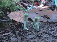 Microglossum viride 6, Groene aardtong, Saxifraga-Jan van der Straten