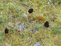 Mitrophora semilibera