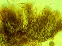 Mollisia ligni 2, Witrandmollisia, Saxifraga-Lucien Rommelaars