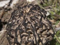 Morchella elata 2, Kegelmorielje, Saxifraga-Willem van Kruijsbergen