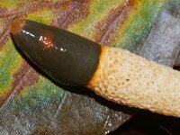 Mutinus caninus 19, Kleine stinkzwam, Saxifraga-Foto Fitis-Sytske Dijksen