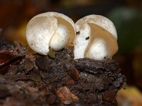 Mutinus caninus 20, Kleine stinkzwam, Saxifraga-Foto Fitis-Sytske Dijksen