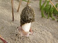 Mutinus caninus 22, Kleine stinkzwam, Saxifraga-Foto Fitis-Sytske Dijksen