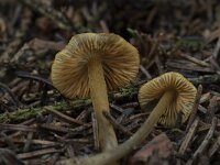 Mycena aurantiomarginata 3, Goudrandmycena, Saxifraga-Willem van Kruijsbergen