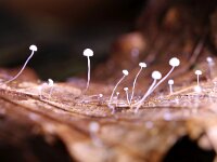Mycena capillaris