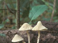 Mycena citrinomarginata