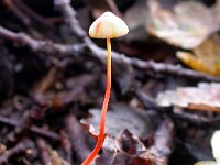 Mycena crocata, Saffrondrop Bonnet