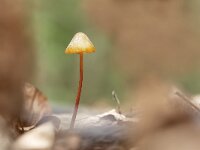 Mycena crocata 7, Prachtmycena, Saxifraga-Luuk Vermeer