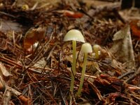 Mycena epipterygia, Yellowleg Bonnet