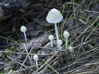 Mycena epipterygioides