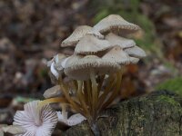 Mycena galericulata, Common Bonnet