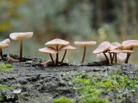 Mycena galericulata 12, Helmmycena, Saxifraga-Luuk Vermeer