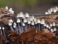 Mycena galopus 11, Melksteelmycena, Saxifraga-Luuk Vermeer