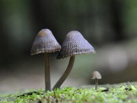 Mycena galopus 5, Melksteelmycena, Saxifraga-Luuk Vermeer