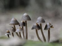 Mycena galopus 6, Melksteelmycena, Saxifraga-Luuk Vermeer