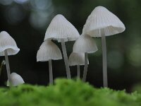 Mycena galopus 9, Melksteelmycena, Saxifraga-Luuk Vermeer