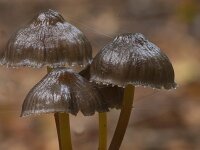 Mycena galopus var nigra 17, Zwartemelksteelmycena, Saxifraga-Jan Nijendijk