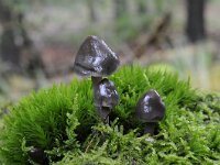 Mycena galopus var nigra 3, Zwarte melksteelmycena, Saxifraga-Luuk Vermeer