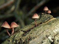 Mycena haematopus, Bleeding Mycena