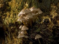 Mycena inclinata, Clustered Bonnet