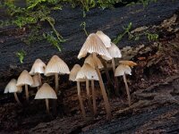 fraaisteelmycena  fraaisteelmycena in Speulderbos : Mycena inclinata