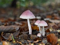 Mycena pura 3, Gewoon elfenschermpje, Saxifraga-Luuk Vermeer