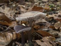 Mycena pura 6, Gewoon elfenschermpje, Saxifraga-Willem van Kruijsbergen