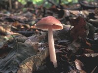 Mycena rosea, Blushing Bell Cap