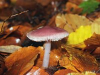 Mycena rosea 8, Heksenschermpje, Saxifraga-Foto Fitis-Sytske Dijksen