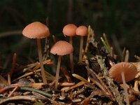 Mycena rosella, Rosy Bonnet