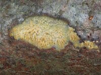 Mycoacia uda 13, Gele stekelkorstzwam, Saxifraga-Foto Fitis-Sytske Dijksen