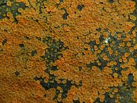 Orbilia delicatula 9, Niersporig wasbekertje, Saxifraga-Lucien Rommelaars