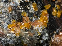 Orbilia eucalypti 2, Rood wasbekertje, Saxifraga-Foto Fitis-Sytske Dijksen