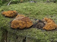 Osmoporus odoratus 11, Korianderzwam, Saxifraga-Willem van Kruijsbergen