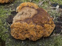 Osmoporus odoratus 9, Korianderzwam, Saxifraga-Willem van Kruijsbergen