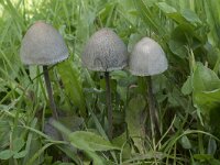 Panaeolus papilionaceus 2, Franjevlekplaat, Saxifraga-Willem van Kruijsbergen