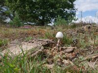 Panaeolus semiovatus 6, Geringde vlekplaat, Saxifraga-Tom Heijnen