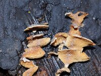Panellus stipticus 13, Scherpe schelpzwam, Saxifraga-Foto Fitis-Sytske Dijksen