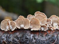 Panellus stipticus 5, Scherpe schelpzwam, Saxifraga-Luuk Vermeer