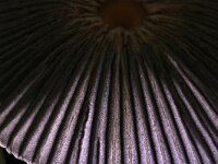 Parasola plicatilis 2, Plooirokje, Saxifraga-Foto Fitis-Sytske Dijksen