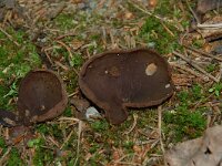 Peziza badia, Bay Cup