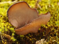 Peziza badia 4, Bruine bekerzwam, Saxifraga-Foto Fitis-Sytske Dijksen