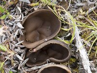 Peziza badia 5, Bruine bekerzwam, Saxifraga-Willem van Kruijsbergen