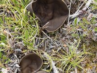 Peziza badia 6, Bruine bekerzwam, Saxifraga-Willem van Kruijsbergen