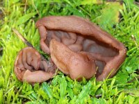 Peziza boltonii 2, Violette duinbekerzwam, Saxifraga-Foto Fitis-Sytske Dijksen