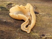 Peziza repanda 2, Bleekbruine bekerzwam, Saxifraga-Foto Fitis-Sytske Dijksen