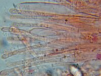 Peziza varia 3, Grote houtbekerzwam, Micro, Saxifraga-Lucien Rommelaars